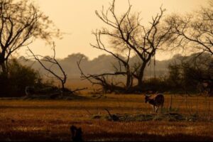 Rajasthan Wildlife Tour Package 2023